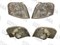 Габаритный огонь Toyota SPRINTER AE110 L 12452L - фото 1908